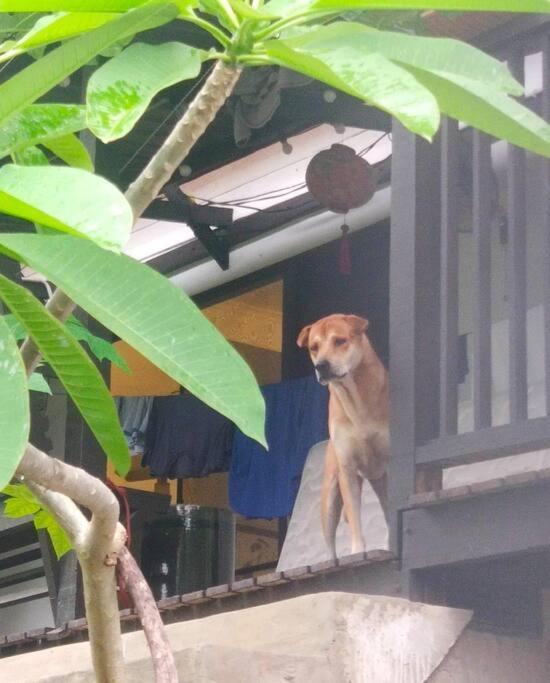 Kk Jungle Hideaway Lovely Apartment 5 Mins Walk To Town 코타키나발루 외부 사진